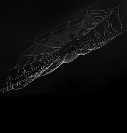 Spider Web On  Black Background