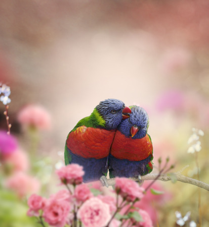 Rainbow Lorikeets Perched In The Gardenの写真素材