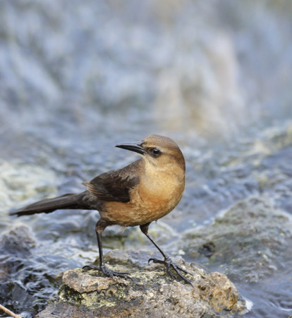 Boat-Tailed Grackle Female On A Rock