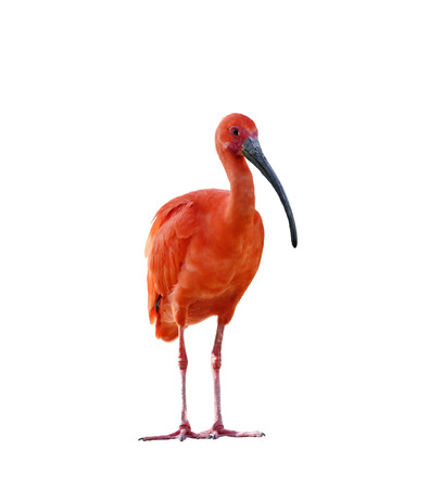 Scarlet Ibis Isolated On White Backgroundの写真素材