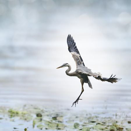 Great Blue Heron In Flightの写真素材