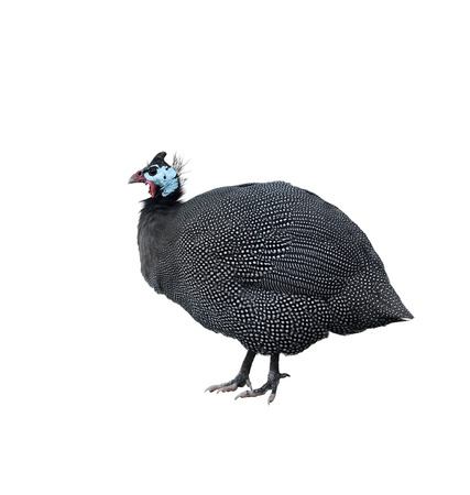Helmeted Guinea Fowl Isolated On White Backgroundの写真素材