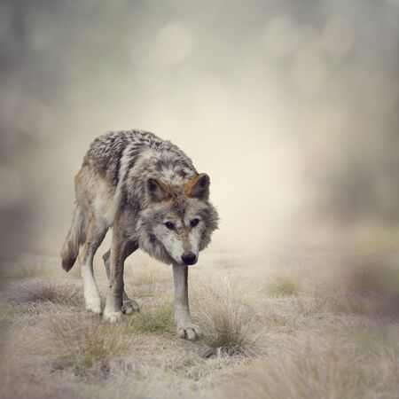 Portrait of Gray Wolf Walking