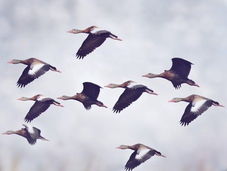 Flock of Black-bellied Whistling Ducksの写真素材