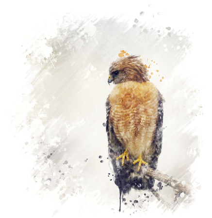 Digital Painting Of Red Shouldered Hawkの写真素材