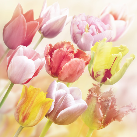 Tulips Flowers Close Up for Backgroundの写真素材