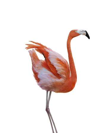 Pink Flamingo Isolated on White Backgroundの写真素材