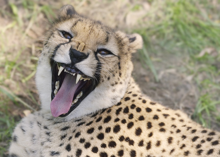 Cheetah Resting on the Grass,Close Upの写真素材