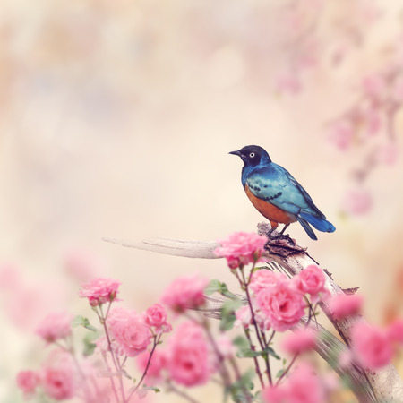 Superb Starling Perches in the Rose Gardenの写真素材
