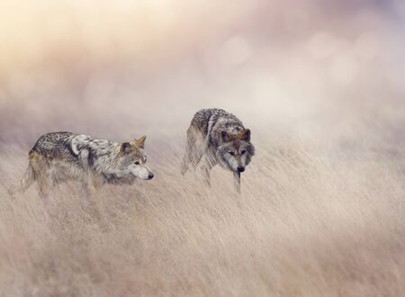 Two Wolves Stalking Through Tall Grassの写真素材