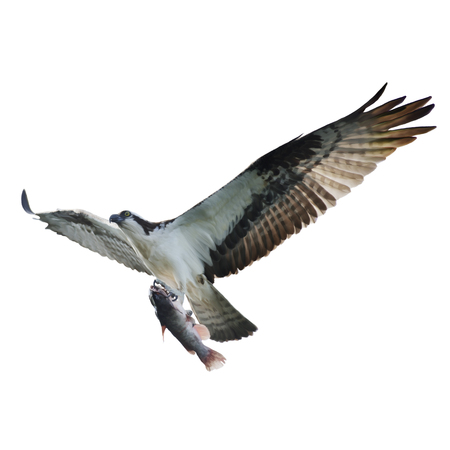 Digital Painting of Osprey with Fish in Flight,isolated on whiteの写真素材