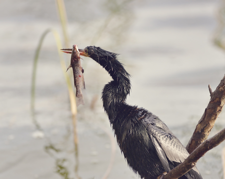 Anhinga Downing A Fish In Florida Wetlands