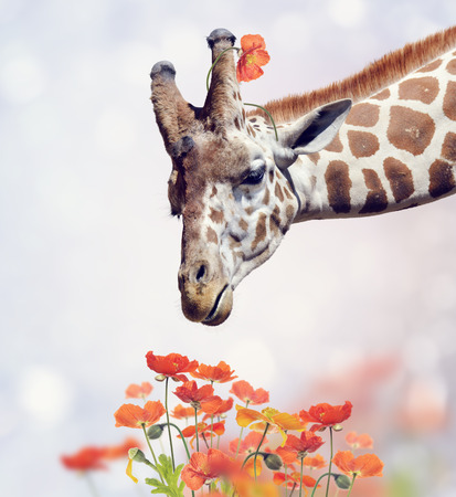 Giraffe Portrait and Poppy Flowersの写真素材