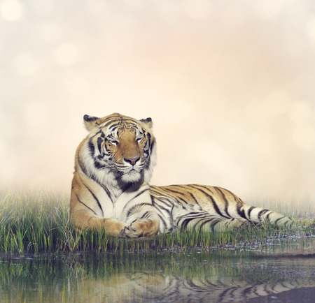 Tiger Resting Near a Pondの写真素材