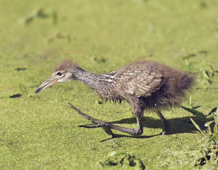Limpkin Chick Walking in Florida Wetlands