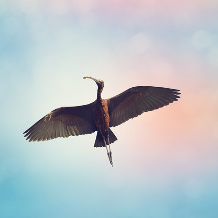 Glossy Ibis in Flight Against a Blue Skyの写真素材