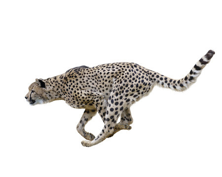 Cheetah  Running ,Isolated on white Backgroundの写真素材