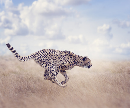 Cheetah  Running in The Grasslandの写真素材