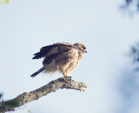 Young Red Shouldered Hawk Perchesの写真素材