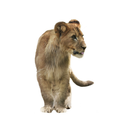 Digital Painting of Lion Cub isolated on white backgroundの写真素材
