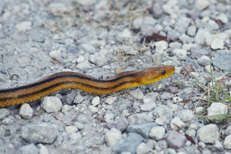 Yellow Rat Snake in Florida Wetlands