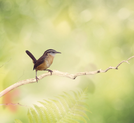 Carolina Wren Perches on a branchの写真素材