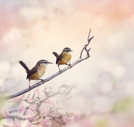 Two Carolina Wrens Perche on a branchの写真素材