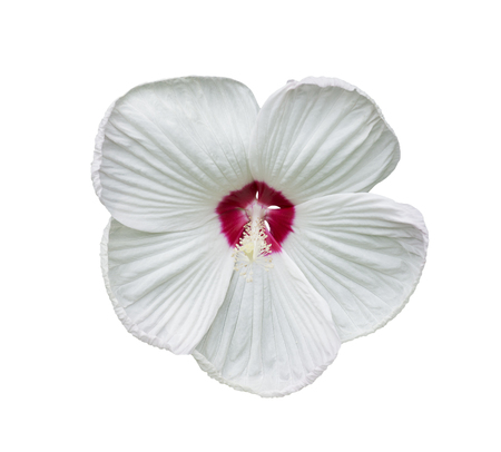 White Hibiscus flower isolated on white backgroundの写真素材