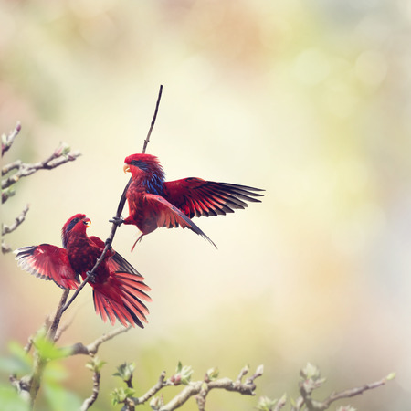 Two Blue-streaked Lory Parrots fightingの写真素材