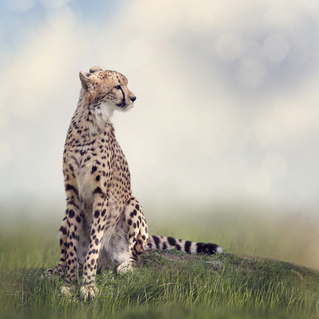 Cheetah sitting on a hill and looking awayの写真素材