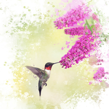 Digital painting of Ruby Throated Hummingbird and Butterfly bushの写真素材