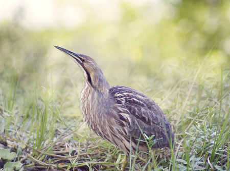 American Bittern in Florida Wetlandsの写真素材