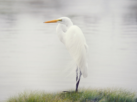 Great White Egret near lakeの写真素材