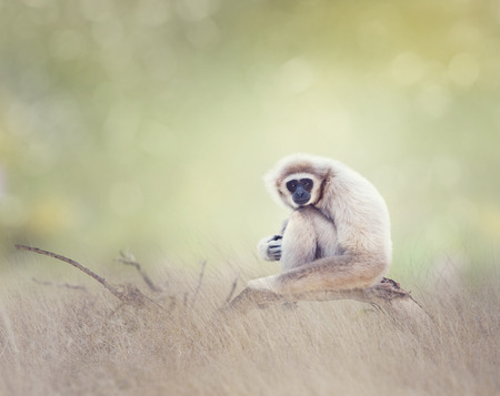 Portrait of White-handed gibbon(Hylobates lar) sitting on a branchの写真素材