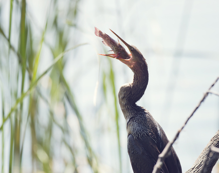 Anhinga Downing A Fish In Florida Wetlandsの写真素材