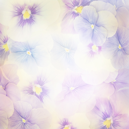 Colorful Violet Flowers for Backgroundの写真素材