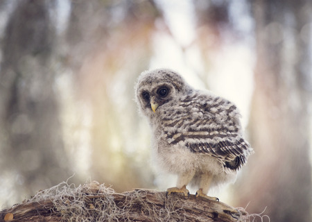 Barred Owlet Perches on a Branchの写真素材
