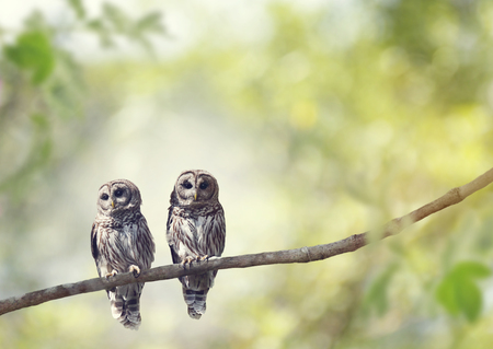 Two Young Barred Owls perch on a treeの写真素材