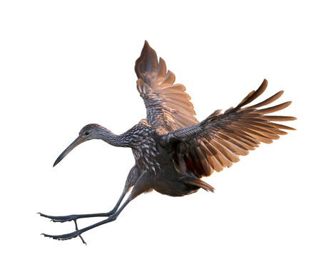 Limpkin Bird in Flight isolated on white backgroundの写真素材