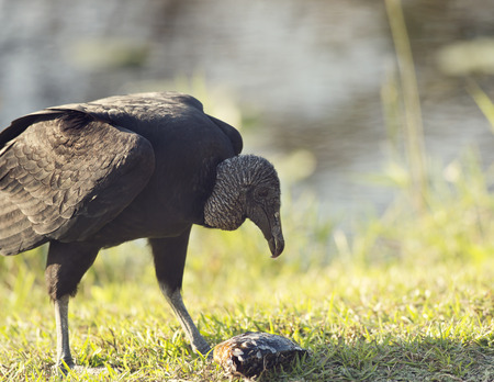 American Black Vulture eating a fish in Florida Wetlandsの写真素材