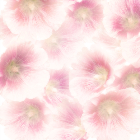 Pink Hollyhock Flowers for Background,soft focusの写真素材