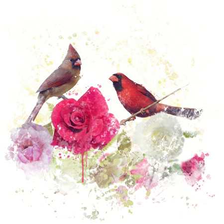 Digital Painting of Male and Female Northern Cardinalsの写真素材
