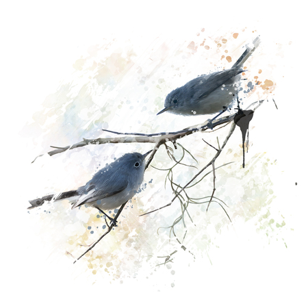 Digital Painting of  Blue-gray Gnatcatchersの写真素材