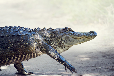 Large American Alligator Crossing a trailの写真素材