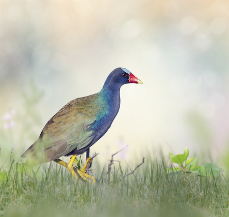 Purple Gallinule perching in wetlandsの写真素材