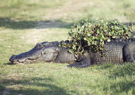 Alligator resting with some water plants on its back after coming out of swampの写真素材
