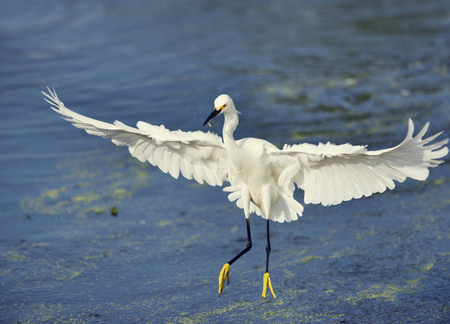 Snowy Egret with a fish in flight over lake