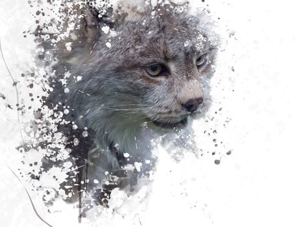 Digital Painting Of Canada Lynx の写真素材