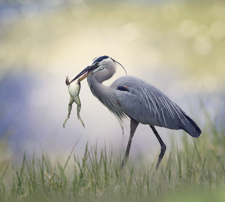 Great Blue Heron with a Bull Frog in its Beakの写真素材
