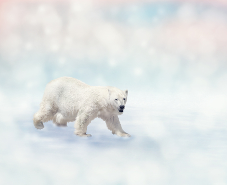 Polar Bear walking on the snowの写真素材